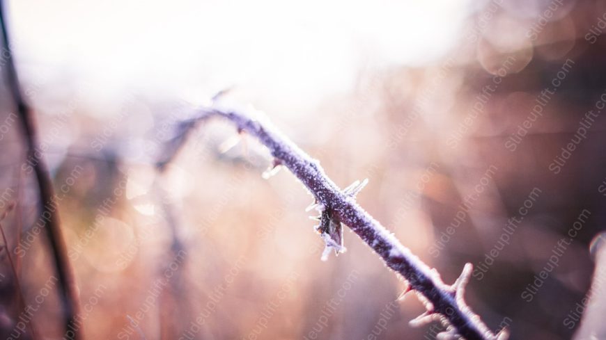 Purple white frosted branch bokeh background image