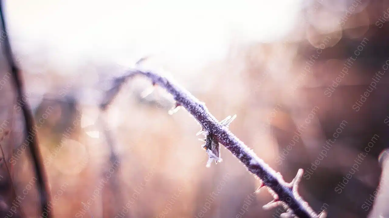 Purple white frosted branch bokeh background image & Google Slides Theme