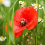 Red Poppy Flower Green Grass and Daisies background image & Google Slides Theme