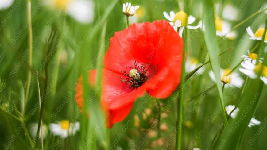 Red Poppy Flower Green Grass and Daisies background image