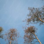 Sky Blue Bare Trees background image & Google Slides Theme