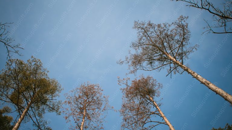 Sky Blue Bare Trees background image & Google Slides Theme
