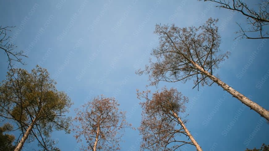 Sky Blue Bare Trees background image