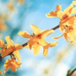 Sunshine Yellow Flowers Sky Blue background image & Google Slides Theme