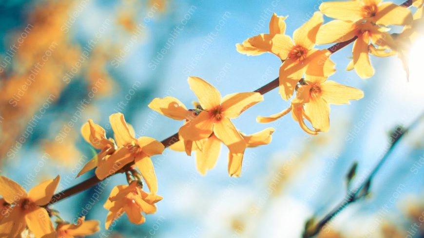 Sunshine Yellow Flowers Sky Blue background image