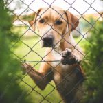 Tan Dog Chain Link Fence Greenery background image & Google Slides Theme