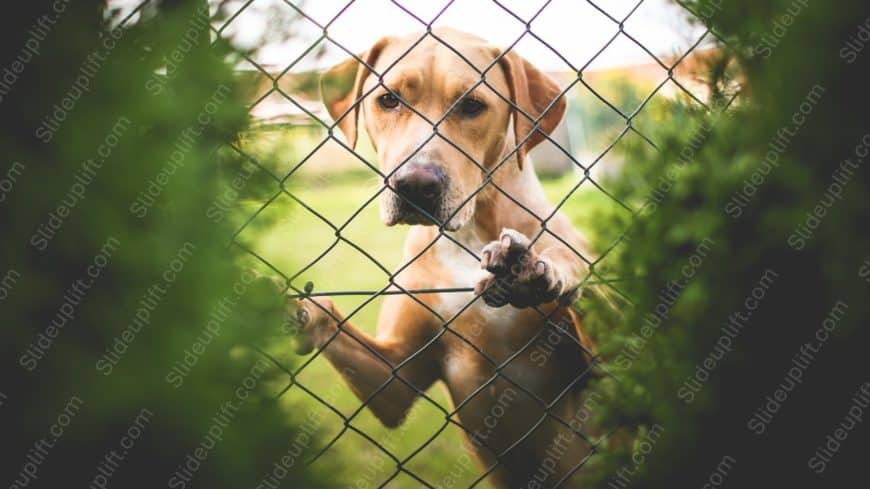 Tan Dog Chain Link Fence Greenery background image