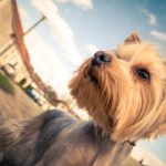 Tan Yorkshire Terrier Blue Sky background image & Google Slides Theme