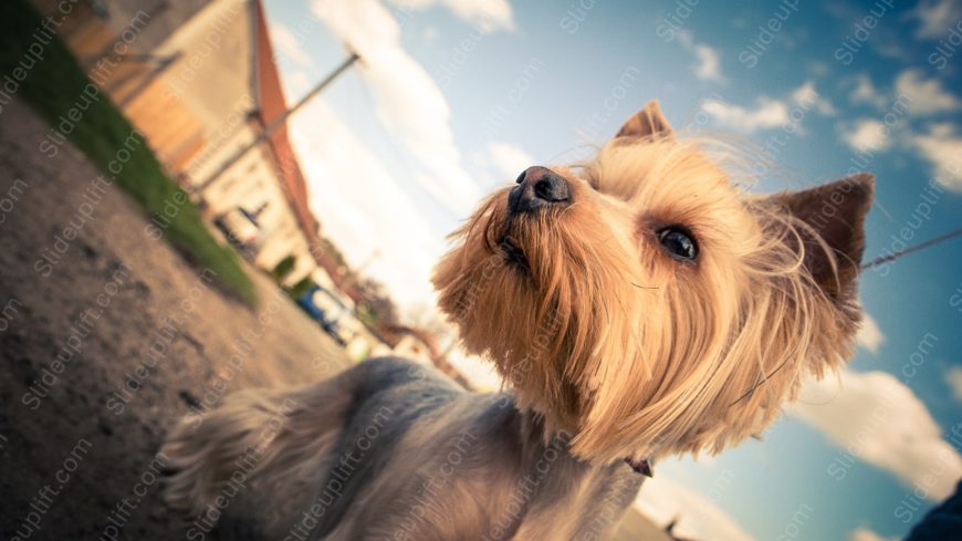 Tan Yorkshire Terrier Blue Sky background image