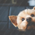 Tan Yorkshire Terrier Blurred Kitchen Background Image & Google Slides Theme