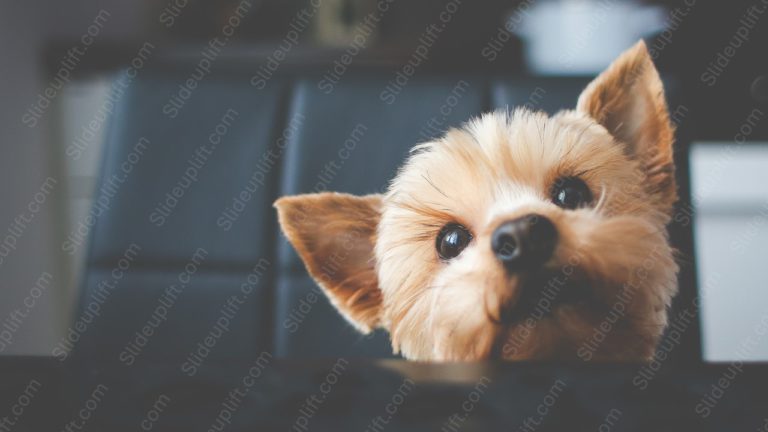 Tan Yorkshire Terrier Blurred Kitchen Background Image & Google Slides Theme