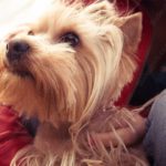 Tan Yorkshire Terrier Red Jacket background image & Google Slides Theme