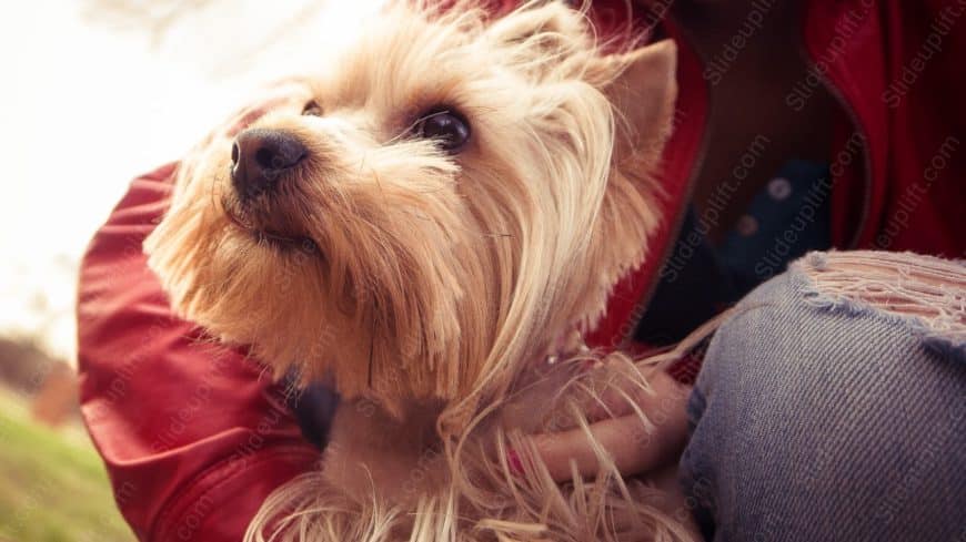 Tan Yorkshire Terrier Red Jacket background image
