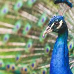 Vibrant Blue Peacock Green and Gold Plumage background image & Google Slides Theme