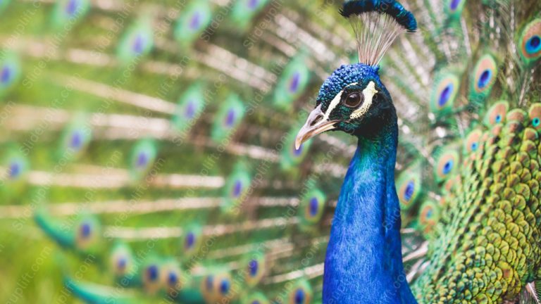 Vibrant Blue Peacock Green and Gold Plumage background image & Google Slides Theme