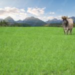 Vibrant Green Cow Mountainous Landscape background image & Google Slides Theme