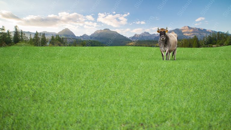 Vibrant Green Cow Mountainous Landscape background image & Google Slides Theme