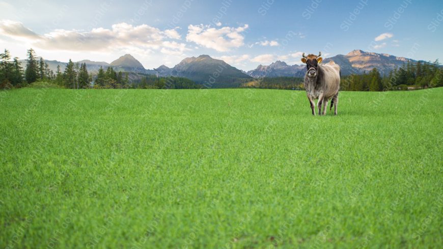 Vibrant Green Cow Mountainous Landscape background image