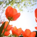 Vibrant Orange Tulips Sunlit Sky background image & Google Slides Theme