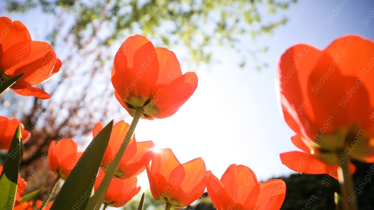 Vibrant Orange Tulips Sunlit Sky background image & Google Slides Theme