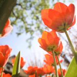 Vivid Orange Tulips Sunny Sky background image & Google Slides Theme