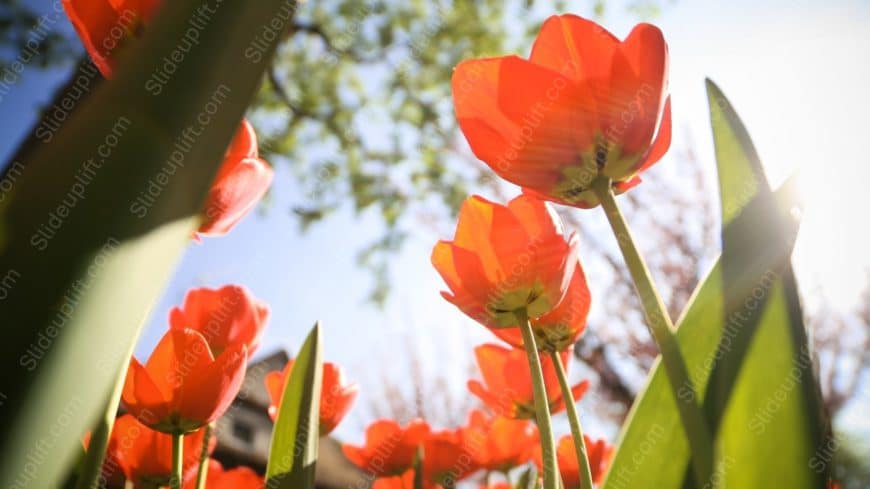 Vivid Orange Tulips Sunny Sky background image