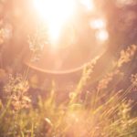 Warm Golden Grass Sunlight background image & Google Slides Theme