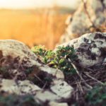 Warm Golden Rocks and Green Plants Sunset background image & Google Slides Theme