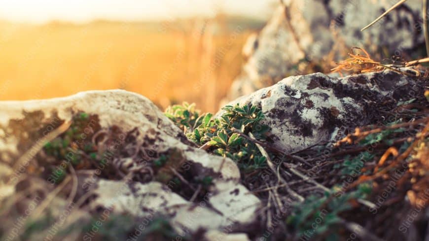 Warm Golden Rocks and Green Plants Sunset background image