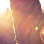 Warm Golden Tree Bark Sun Flare background image & Google Slides Theme