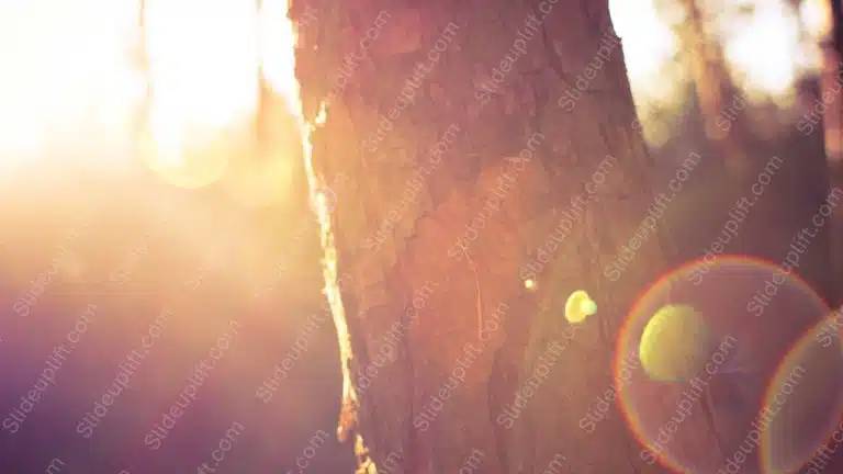 Warm Golden Tree Bark Sun Flare background image & Google Slides Theme