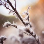 Warm Tones Frosted Branches background image & Google Slides Theme