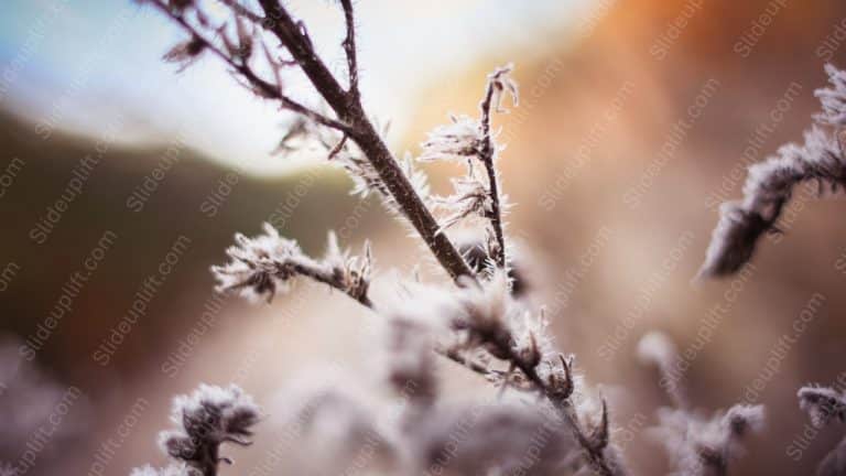 Warm Tones Frosted Branches background image & Google Slides Theme