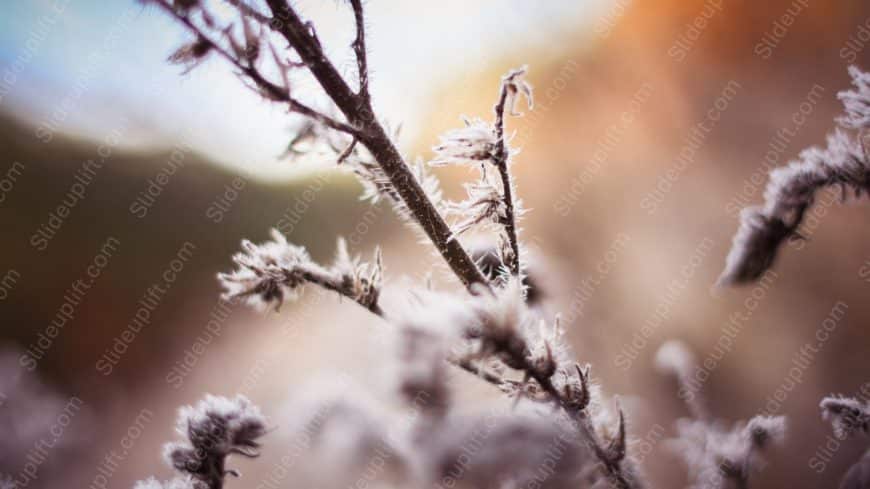 Warm Tones Frosted Branches background image