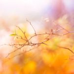 Warm hues branch bokeh background image & Google Slides Theme