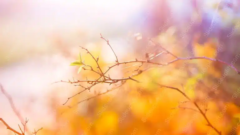 Warm hues branch bokeh background image & Google Slides Theme