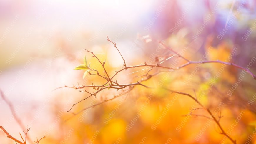 Warm hues branch bokeh background image