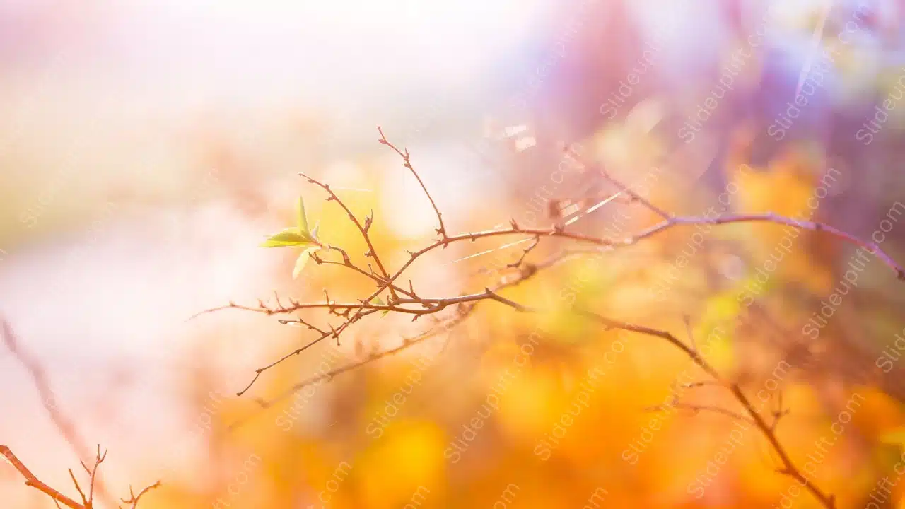 Warm hues branch bokeh background image & Google Slides Theme