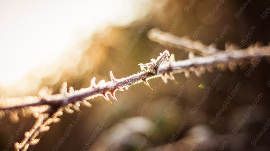 Warm tones frosted branch background image