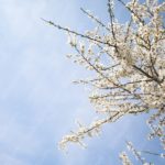 White Blossoming Tree Blue Sky background image & Google Slides Theme