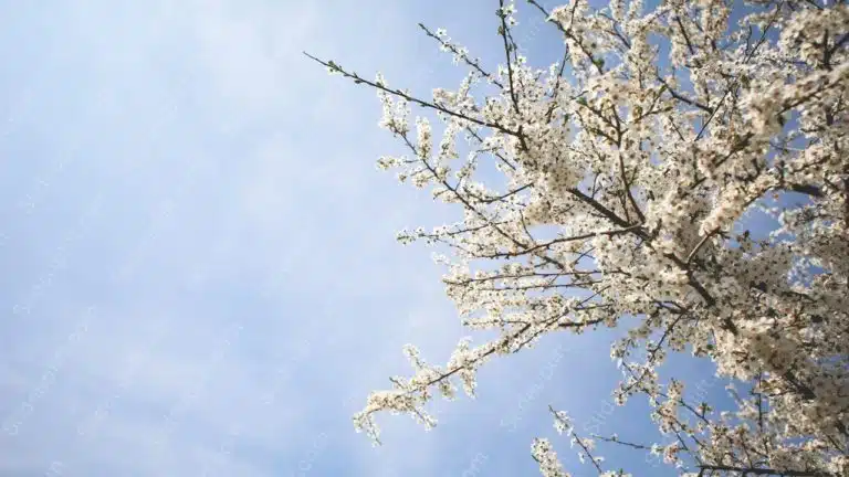 White Blossoming Tree Blue Sky background image & Google Slides Theme