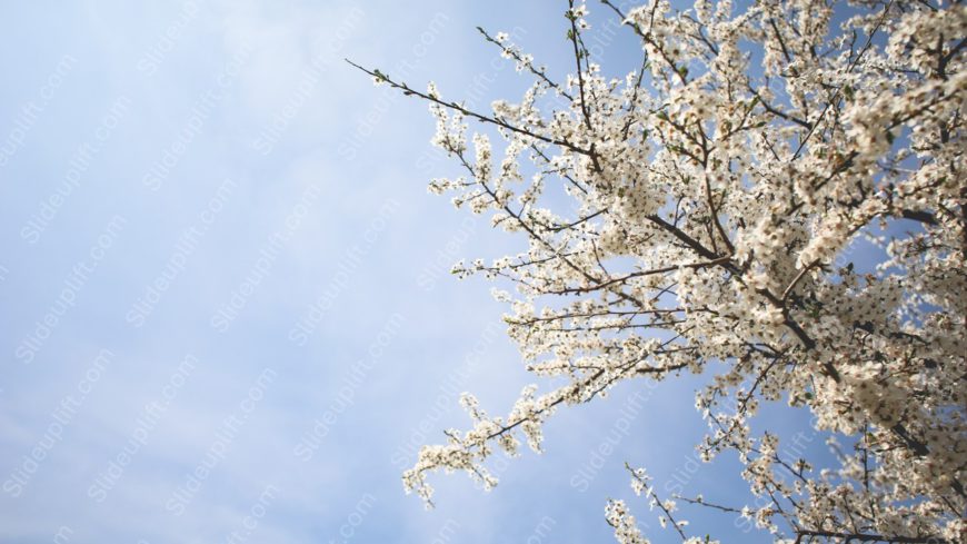 White Blossoming Tree Blue Sky background image