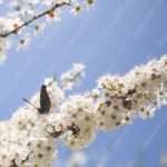 White Blossoms Blue Sky background image & Google Slides Theme