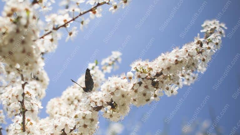 White Blossoms Blue Sky background image & Google Slides Theme