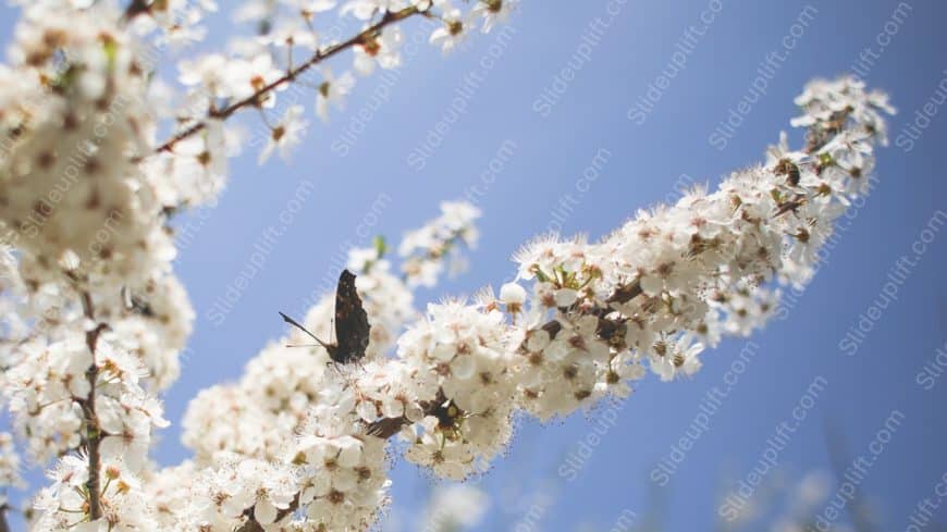 White Blossoms Blue Sky background image