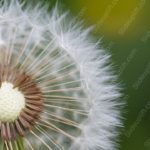 White Brown Dandelion Green Yellow background image & Google Slides Theme