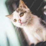 White Brown Kitten background image & Google Slides Theme