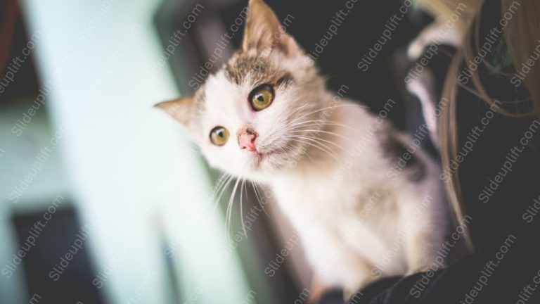 White Brown Kitten background image & Google Slides Theme