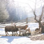 White Brown Sheep Snowy background image & Google Slides Theme