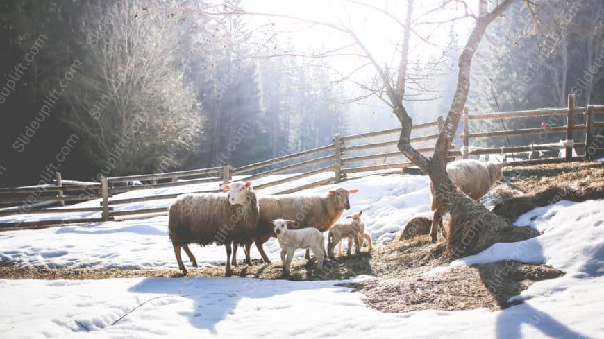 White Brown Sheep Snowy background image